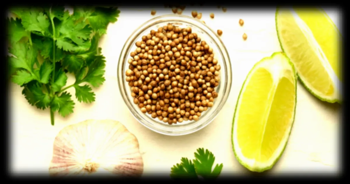 Les graines de coriandre : un potentiel effet sur le cholestérol et l'hypertension