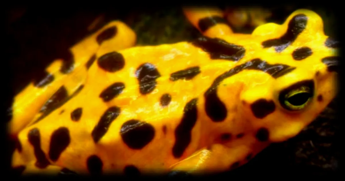 Les grenouilles dorées du Panama font un retour inattendu après 17 ans : une menace mortelle persiste