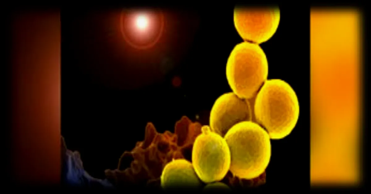Les Hospices civils de Lyon autorisés à produire des phages thérapeutiques, une première mondiale