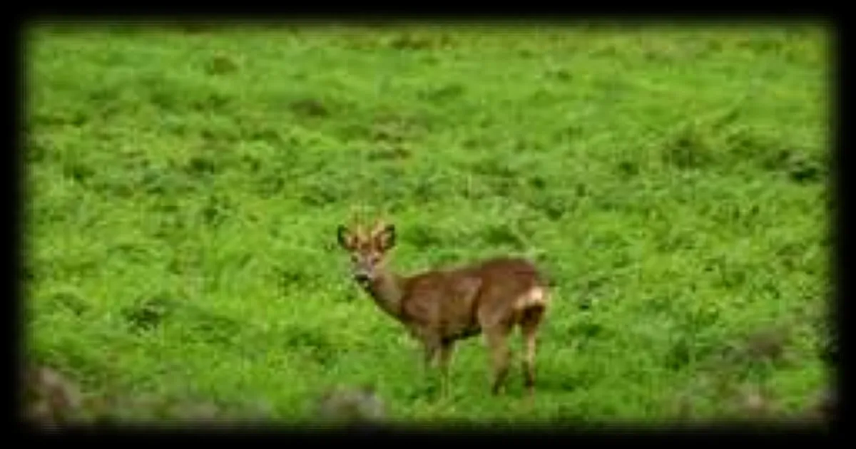 Les inondations en Sarthe poussent les animaux à se rapprocher des villes