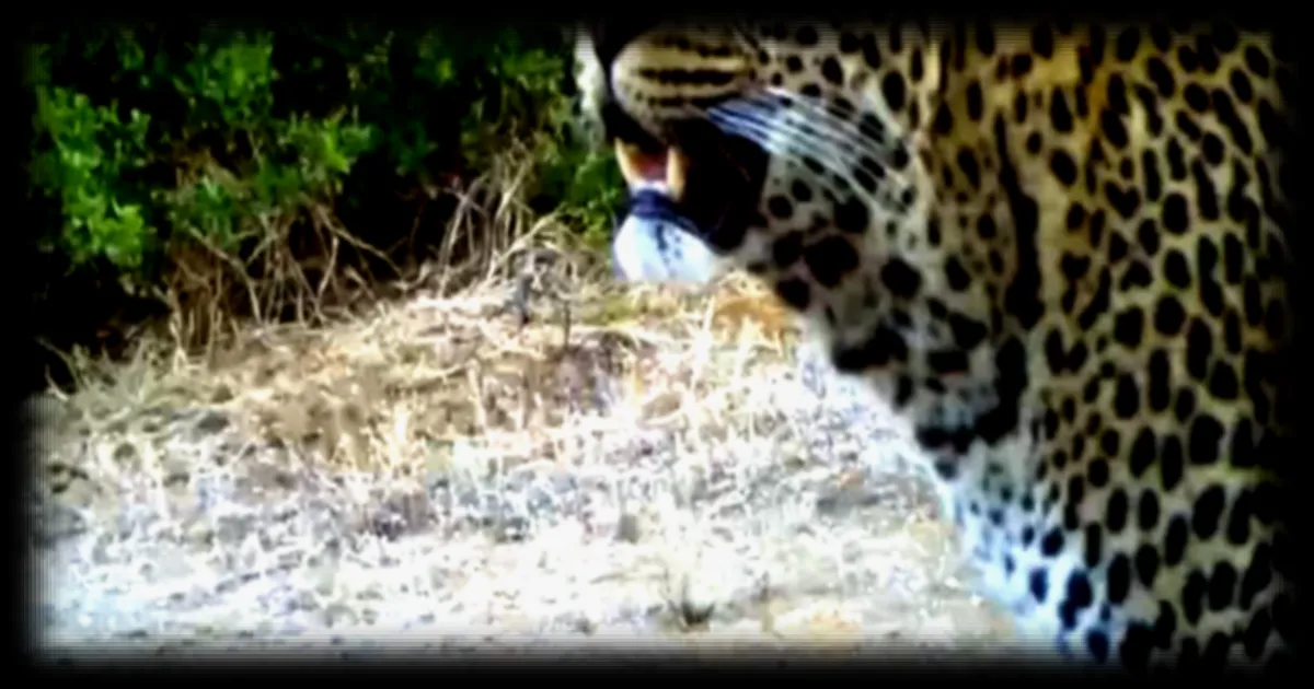 Les léopards font un retour inattendu aux portes du Cap en Afrique du Sud