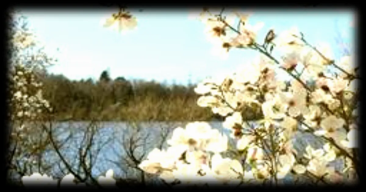 Les magnolias du parc floral de la Beaujoire à Nantes : une floraison printanière éblouissante