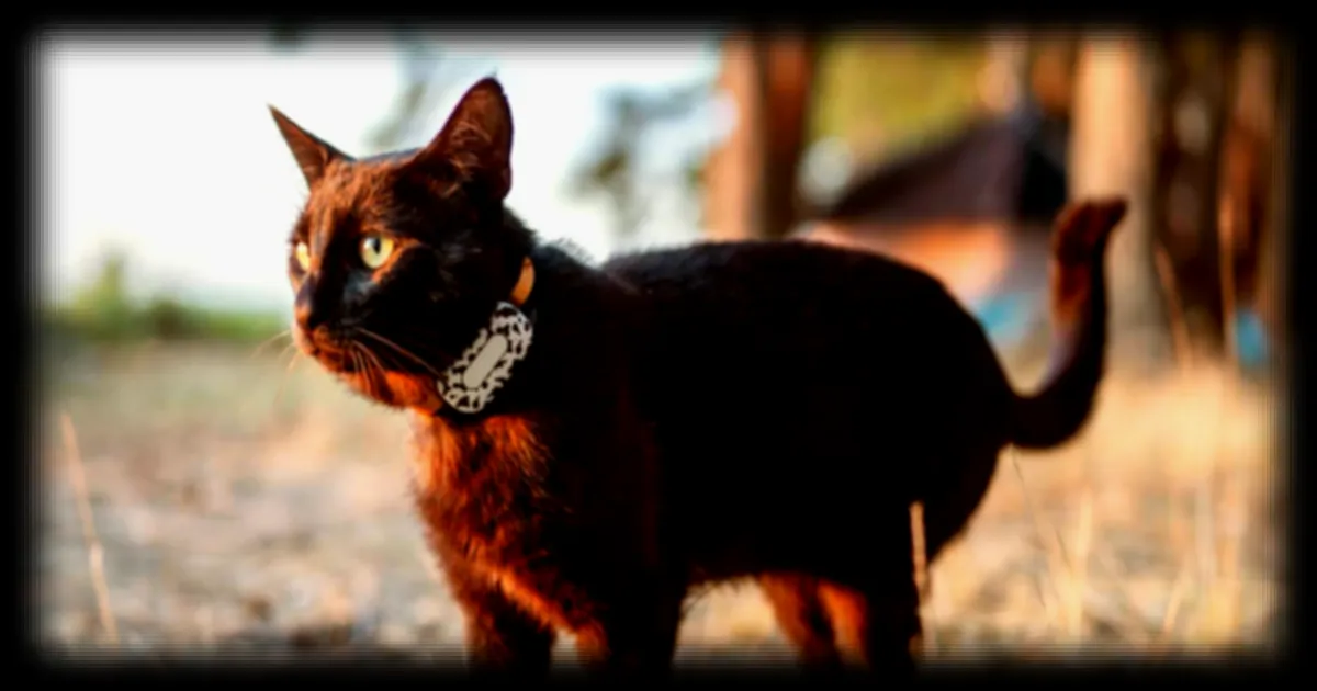 Les meilleurs traceurs GPS pour chat sans abonnement en 2026 : guide complet