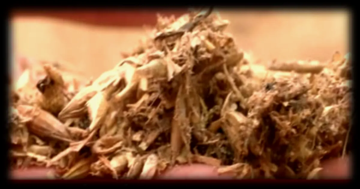 Les méthaniseurs, une source de revenus pour les agriculteurs