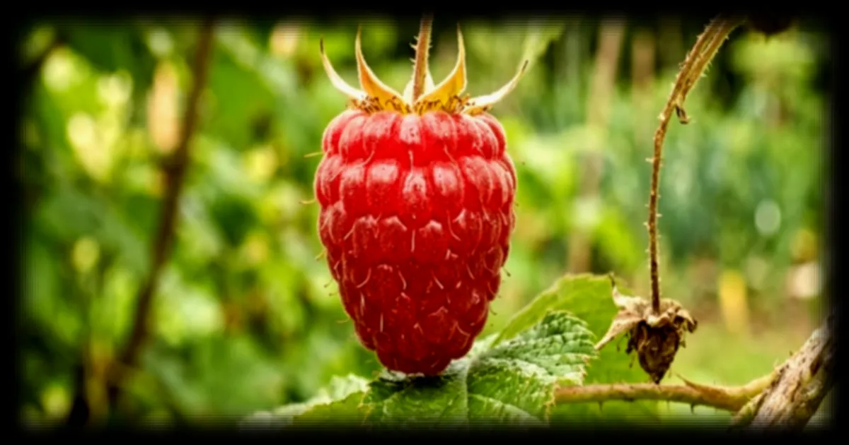 Les mystérieux poils des framboises élucidés par une botaniste