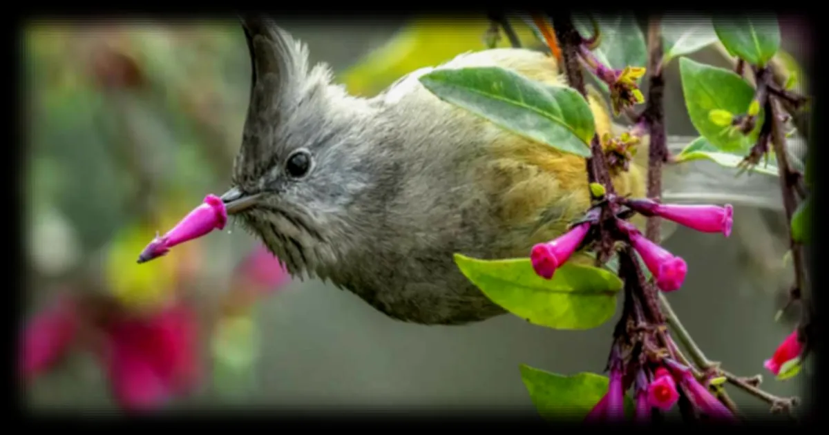 Les Nikon Comedy Wildlife Awards : quand l'humour s'invite pour la protection de la nature