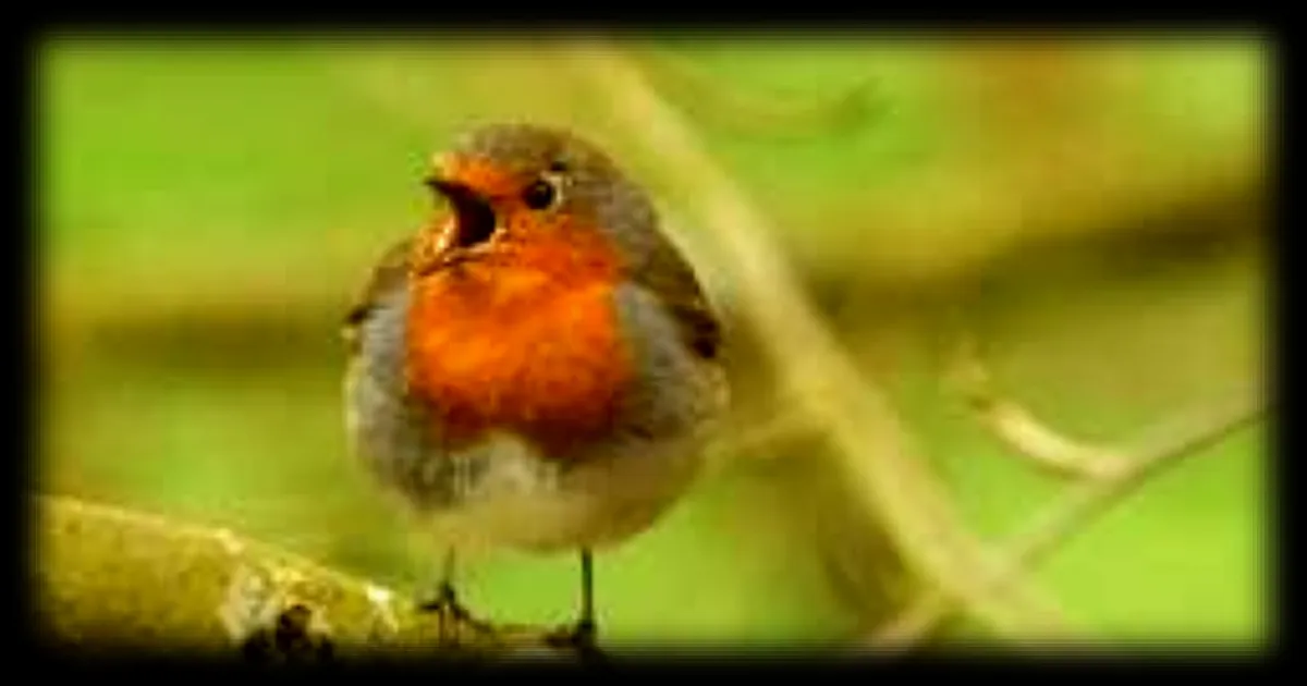 Les oiseaux et leur concert matinal : quels sont les secrets derrière ce phénomène ?