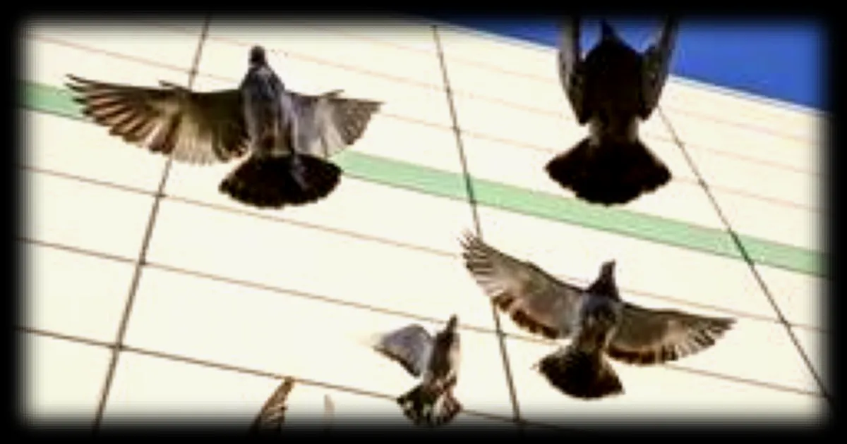 Les oiseaux urbains évitent-ils les femmes plus que les hommes ? Une étude surprend les chercheurs