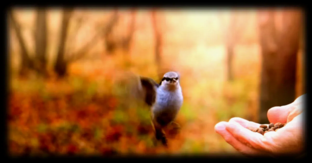Les oiseaux urbains se méfient davantage des femmes que des hommes selon une étude de la British Ecological Society