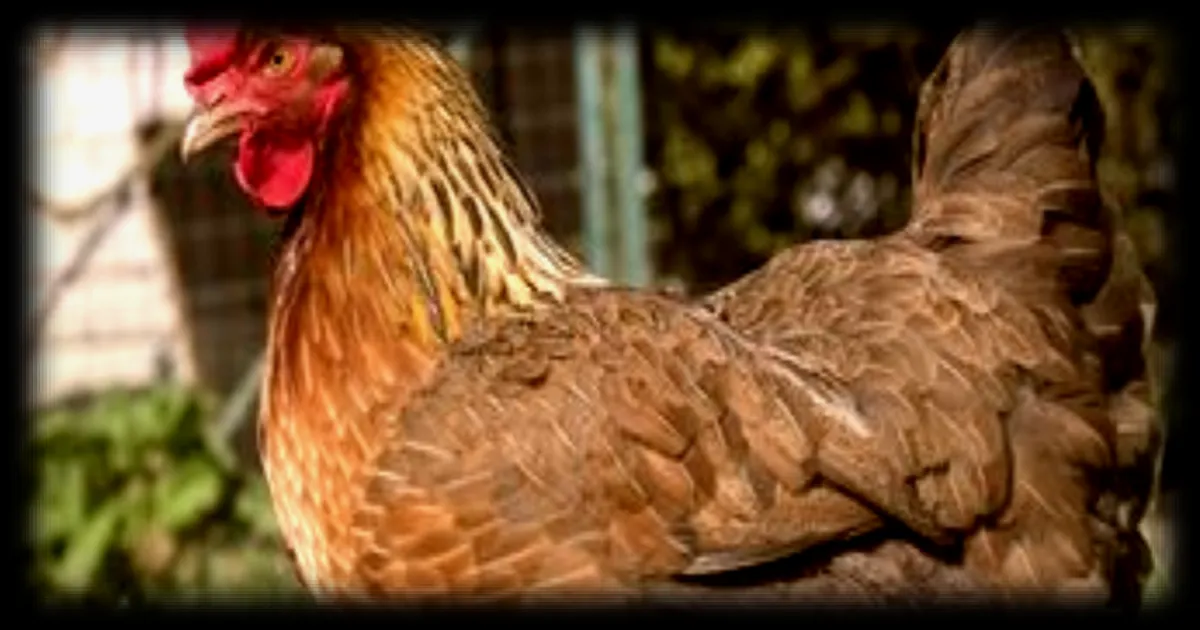 Les poules pondeuses, une solution pour pallier le manque d'œufs en magasin