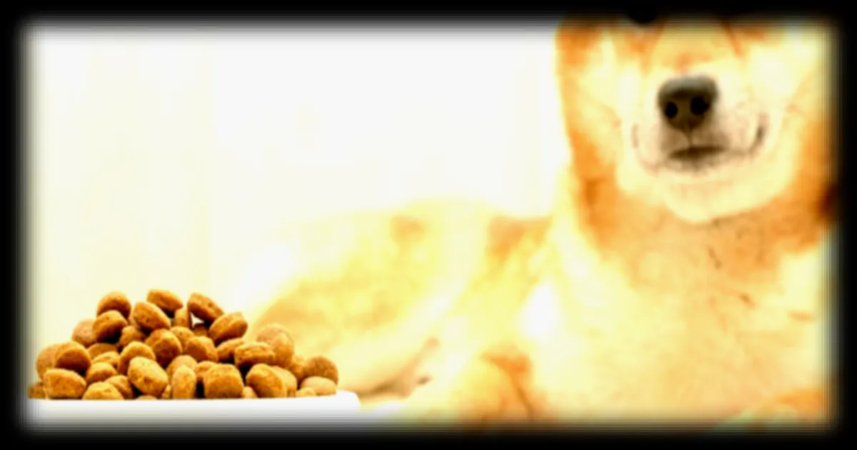 Les risques pour la santé liés au fait de laisser son chien lécher son assiette