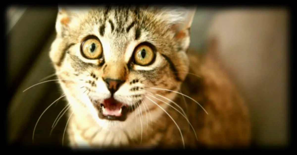 Les scientifiques découvrent la méthode la plus efficace pour appeler un chat, selon une étude française