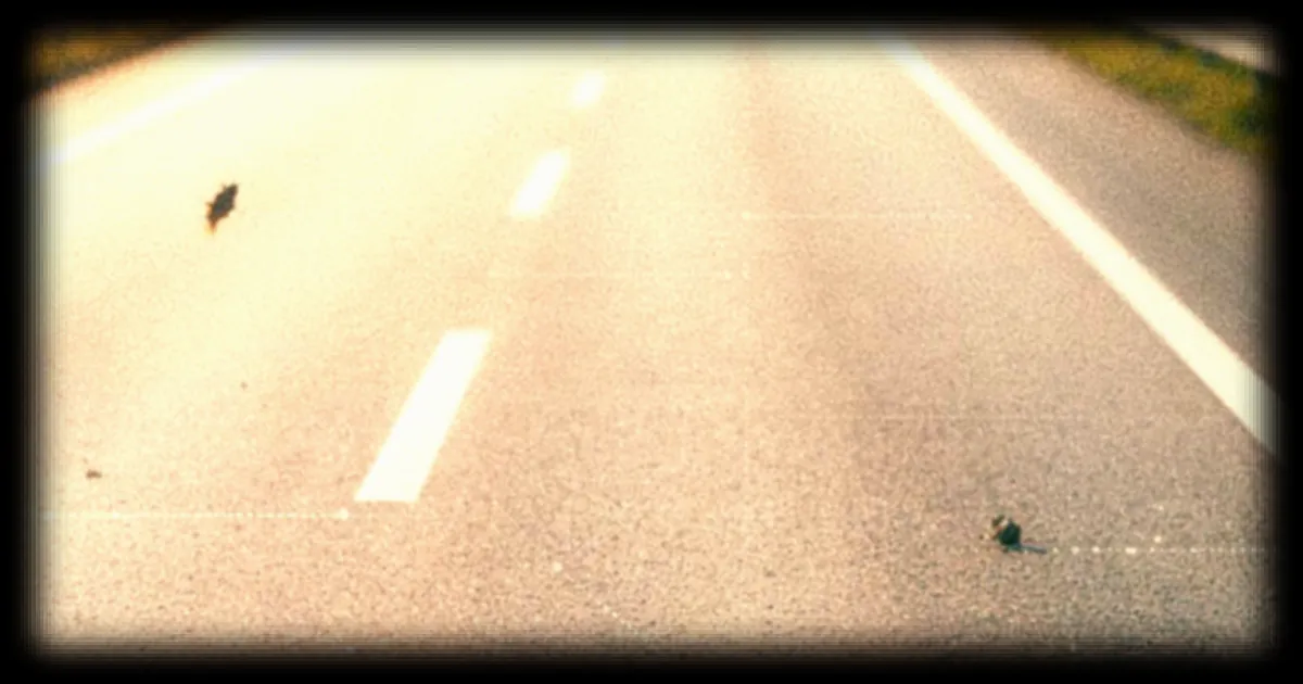 Les scientifiques ont besoin de votre aide pour traquer la disparition des insectes