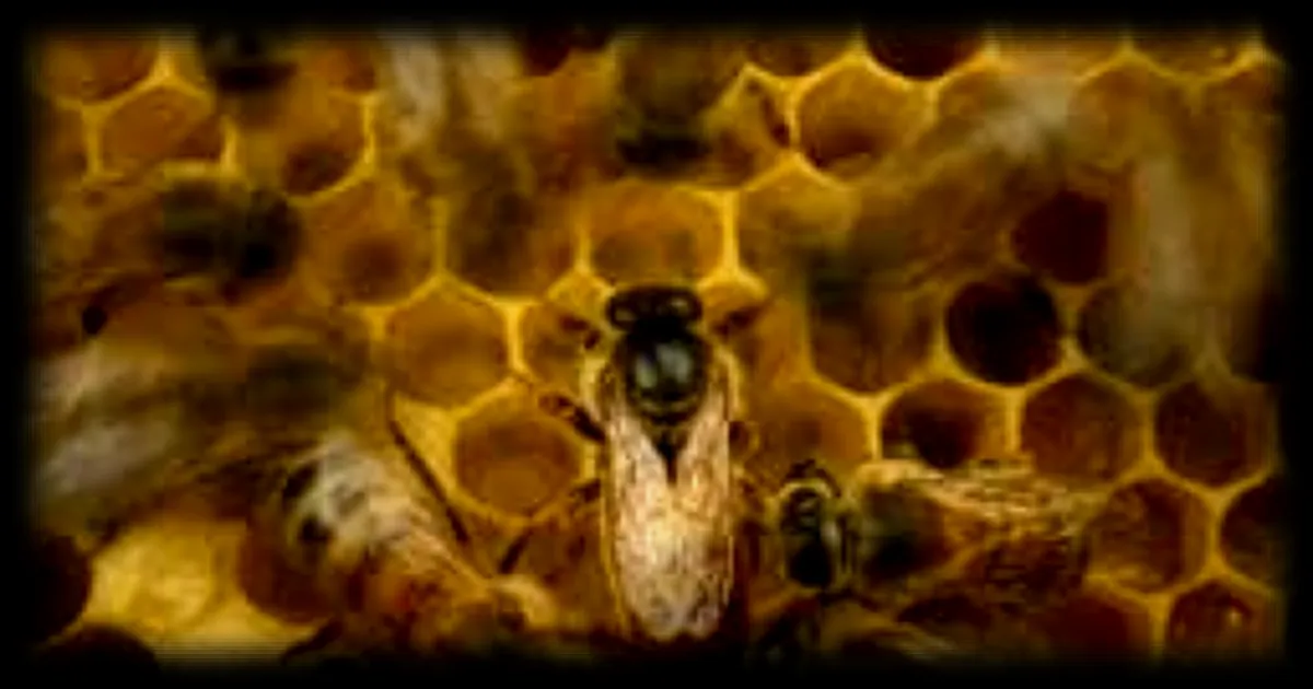 Les Secrets des abeilles : un documentaire captivant désormais disponible sur Disney+