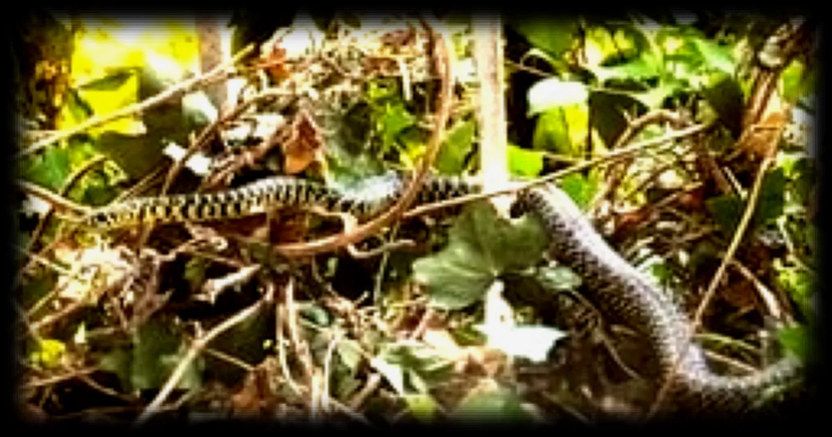 Les serpents envahissent les maisons et les jardins en raison de la canicule