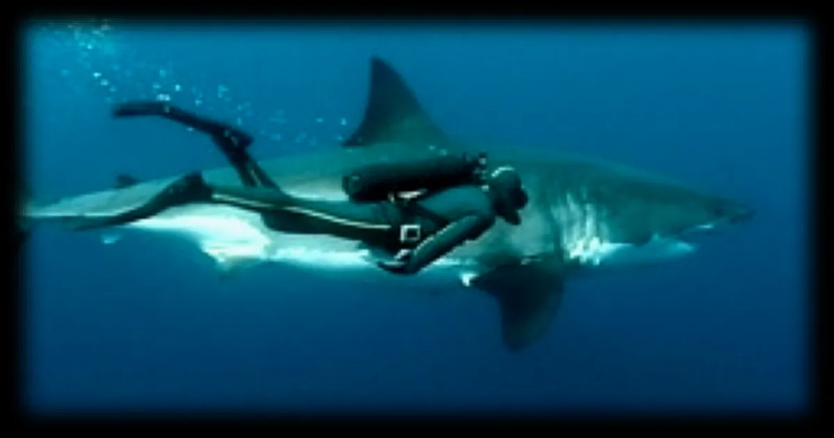 Les similitudes méconnues entre les humains et les requins