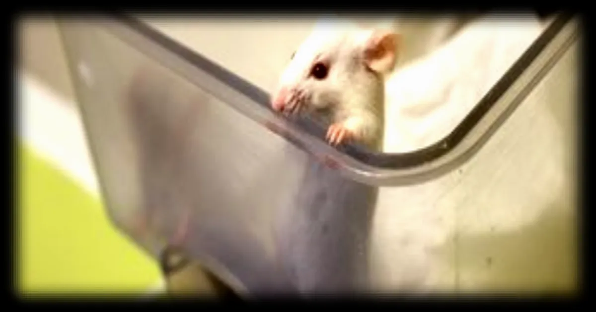 Les souris mâles nées par césarienne plus sensibles à certaines maladies intestinales, selon une étude de l'INRAE