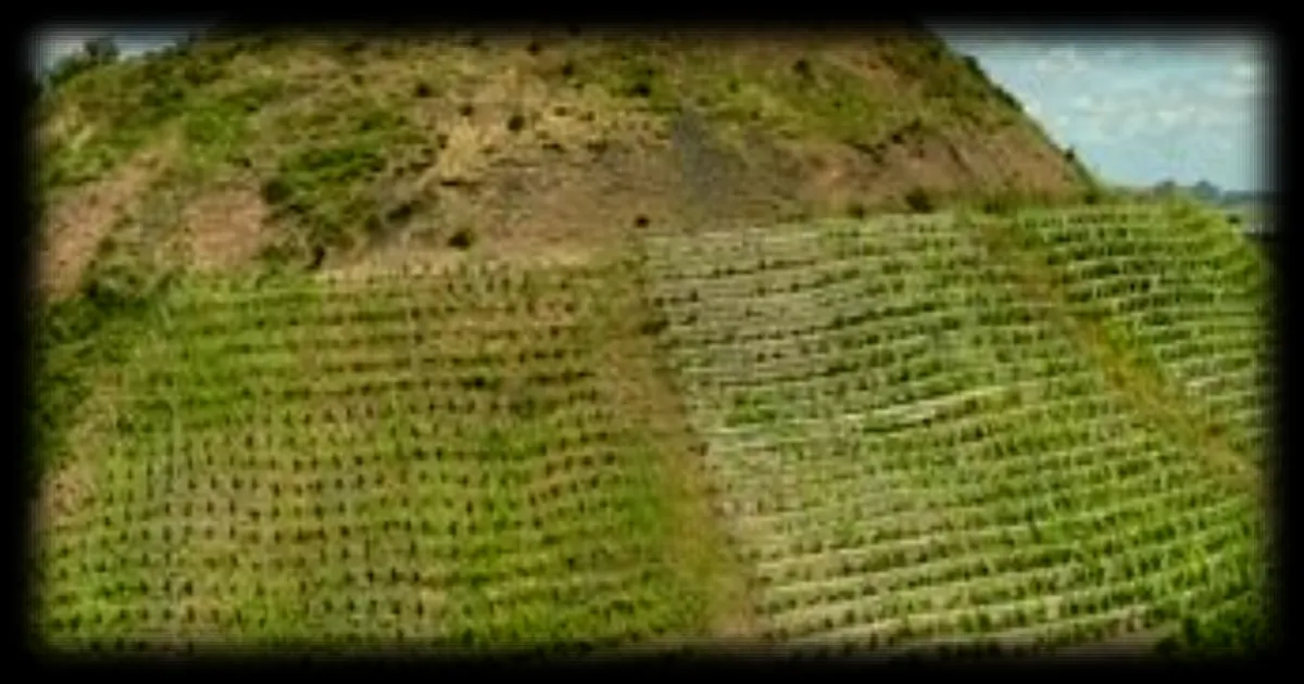 Les terrils du Pas-de-Calais, anciennes mines de charbon, se transforment en vignes