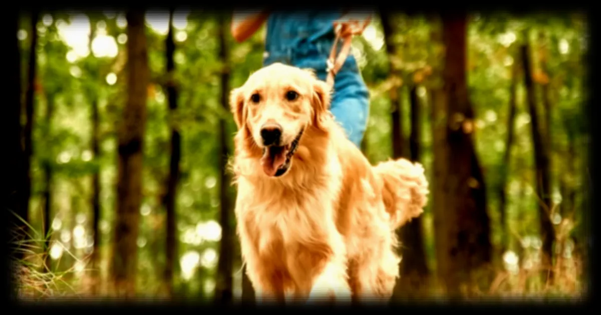 Les Tiques et la Maladie de Lyme : Comment Survivront-Elles chez Vous ?