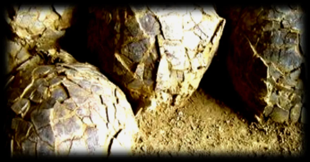 Les traces de dinosaures, un mystère qui captive petits et grands