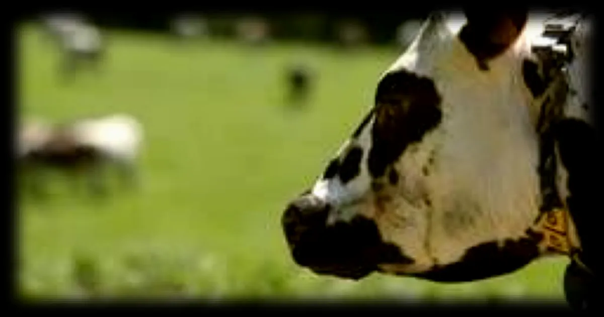Les vaches distinguent les humains joyeux et perçoivent nos émotions, selon des chercheurs français