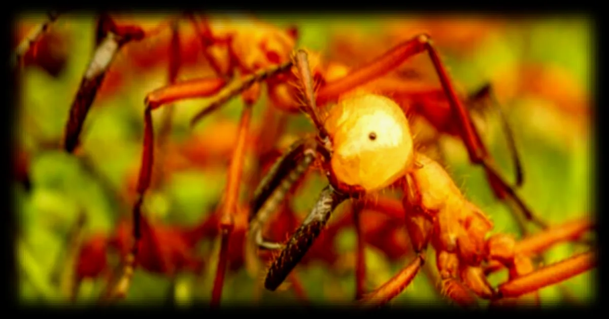 Les venins de fourmis livrent leurs secrets grâce aux nouvelles techniques d'analyse