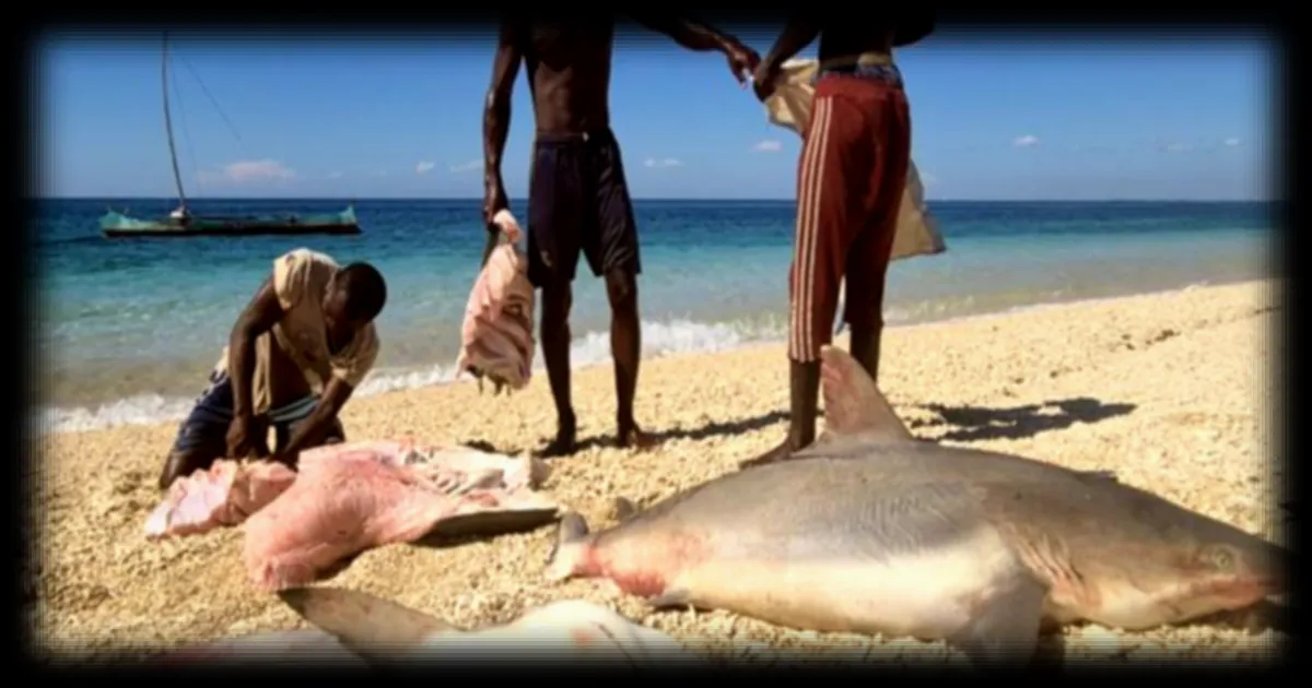 Les Vezo, pêcheurs itinérants de Madagascar, menacés par la surpêche