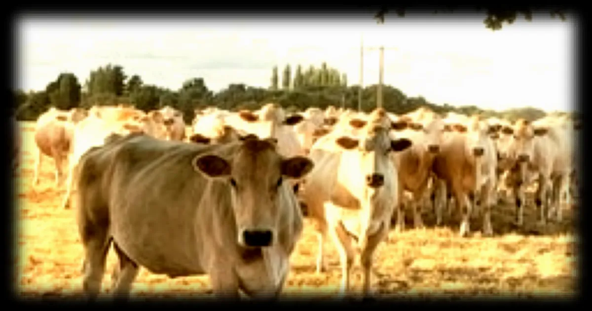Les visites de fermes, une activité incontournable du tourisme en Finistère