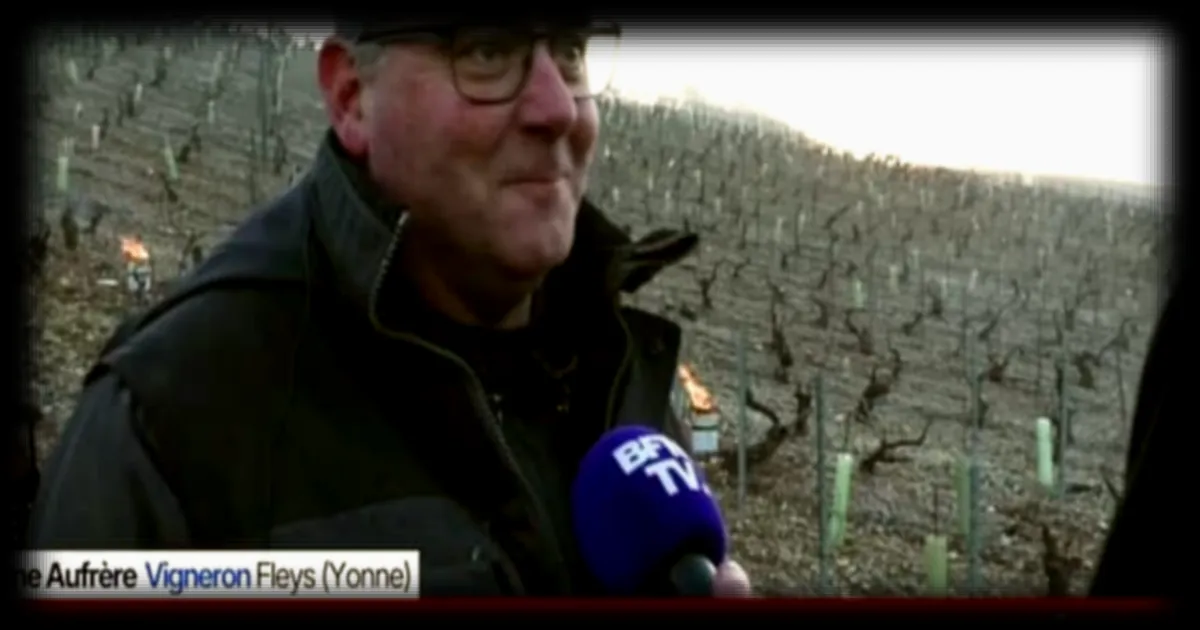 Les viticulteurs redoutent une hécatombe avec le retour du gel