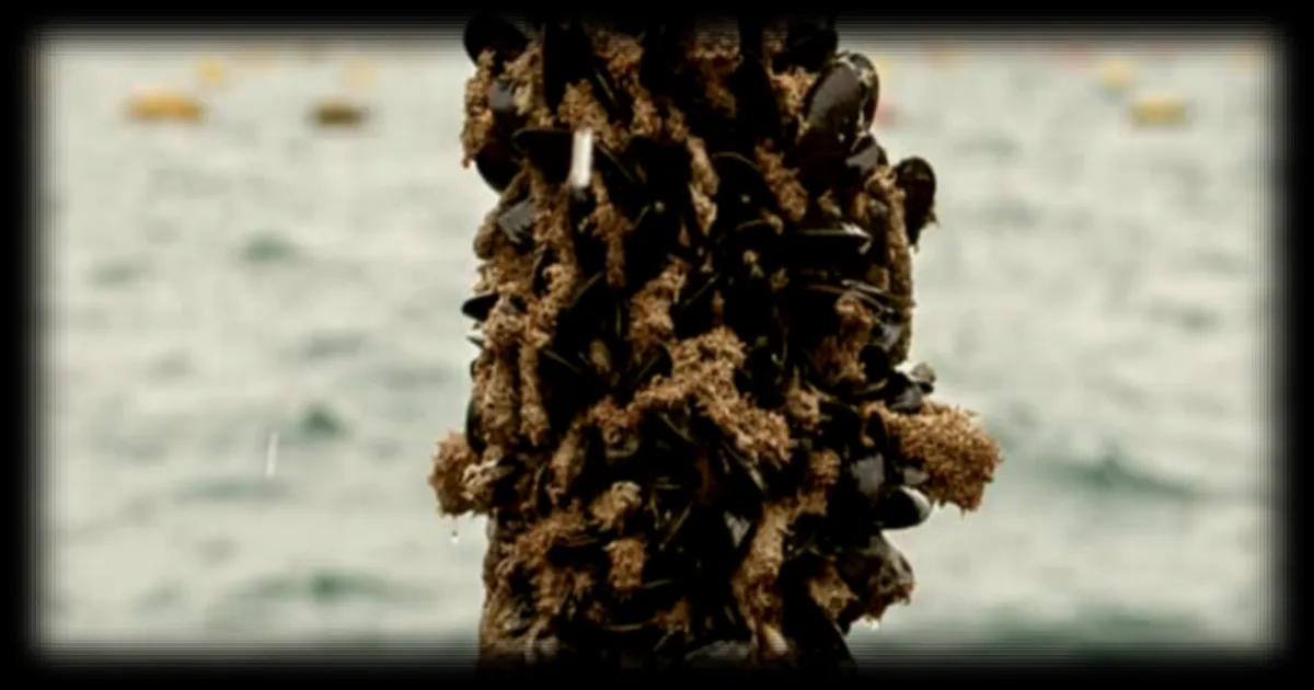 L'état d'urgence proclamé en Californie face à une invasion de moules dorées