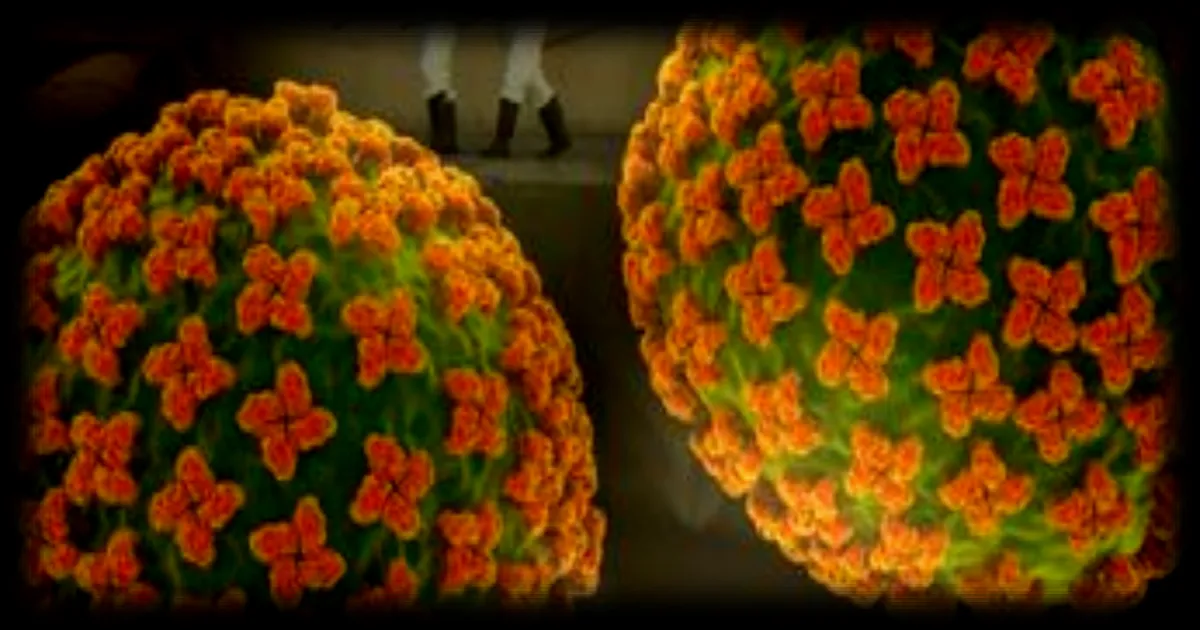 L'hantavirus : état des recherches sur un vaccin