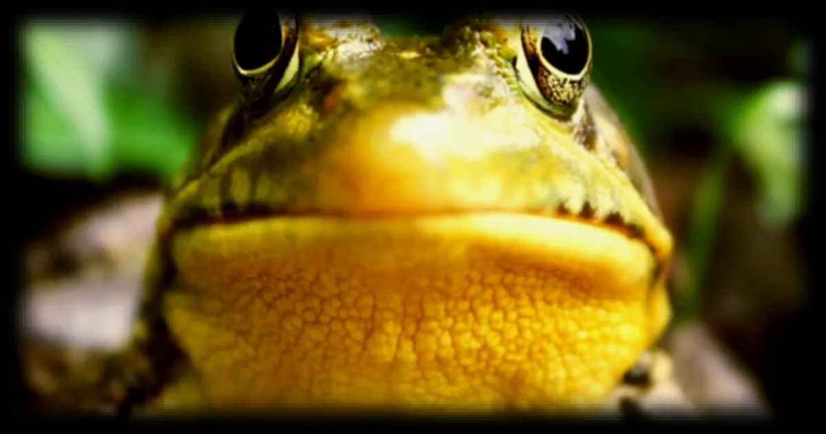 L'IA et son impact sur notre intelligence : les chercheurs alertent sur le syndrome de la « grenouille bouillie »