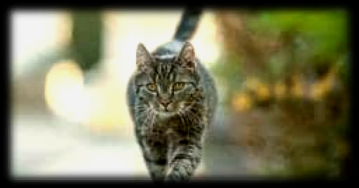 Liberté des chats en extérieur : ce que dit vraiment la loi en France