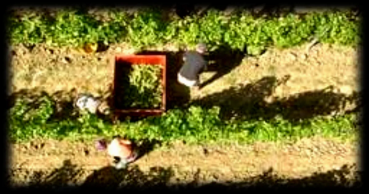 L'impact du réchauffement climatique sur les agriculteurs : santé et moral en péril