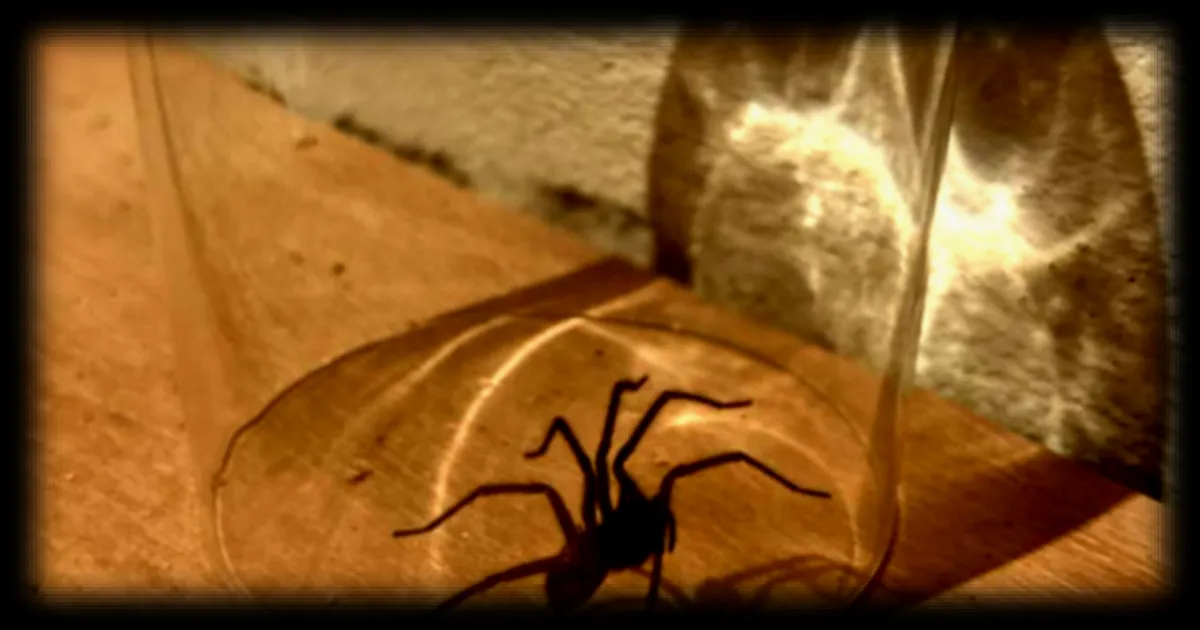 L'importance de comprendre les araignées : pourquoi les relâcher dehors n'est pas toujours une bonne idée