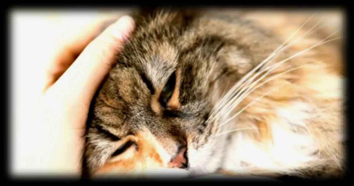 L'importance d'utiliser des produits antiparasitaires adaptés à chaque espèce animale