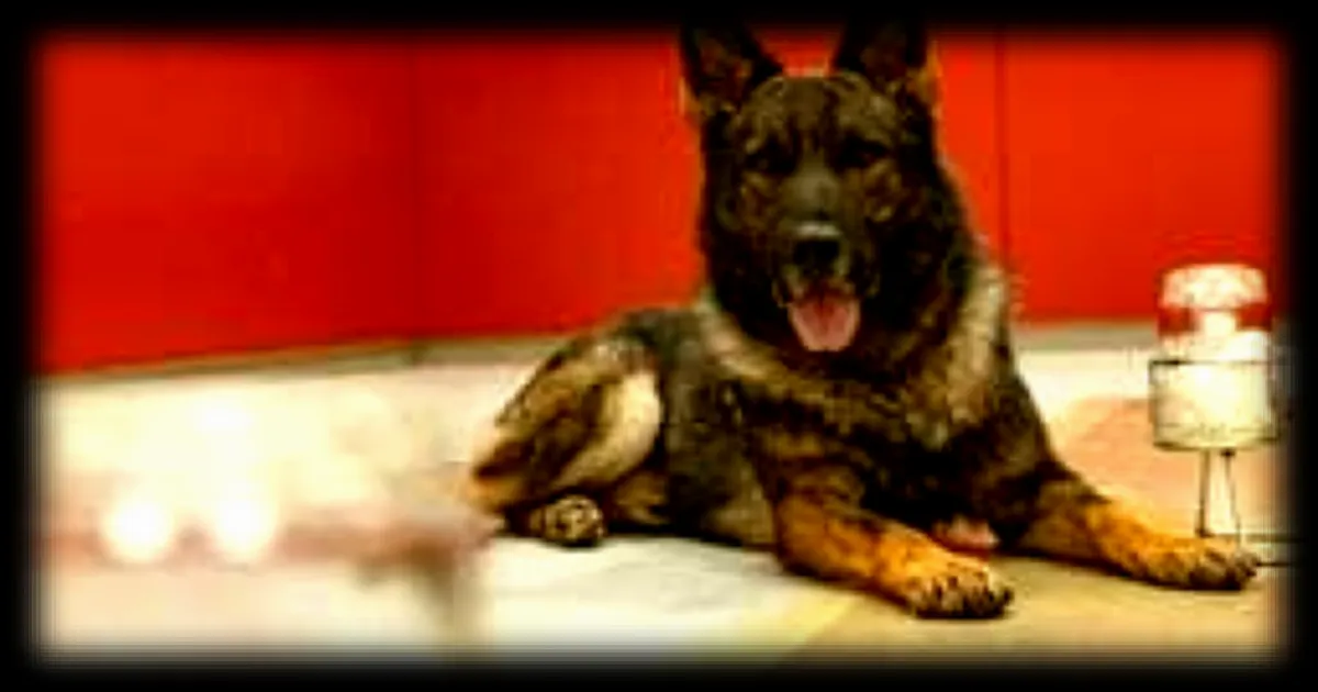 L'odorologie, une discipline qui transforme les odeurs en preuves