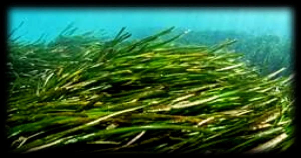 Loi Duplomb : un chercheur alerte sur la pollution marine et le retour controversé des pesticides interdits