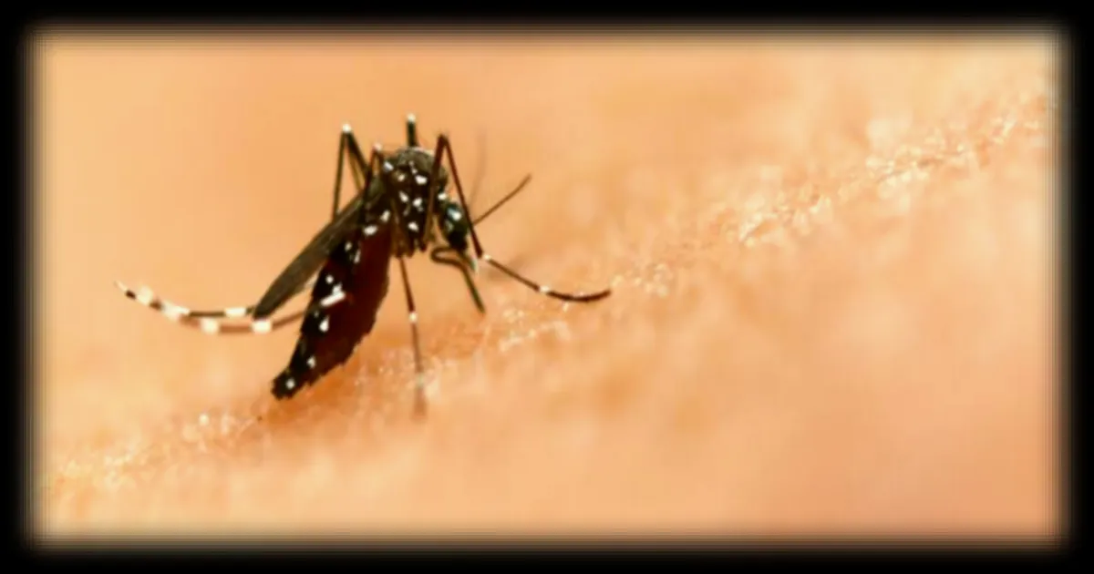 L'OMS valide un nouveau traitement antipaludéen pour les nourrissons de moins de cinq kilos