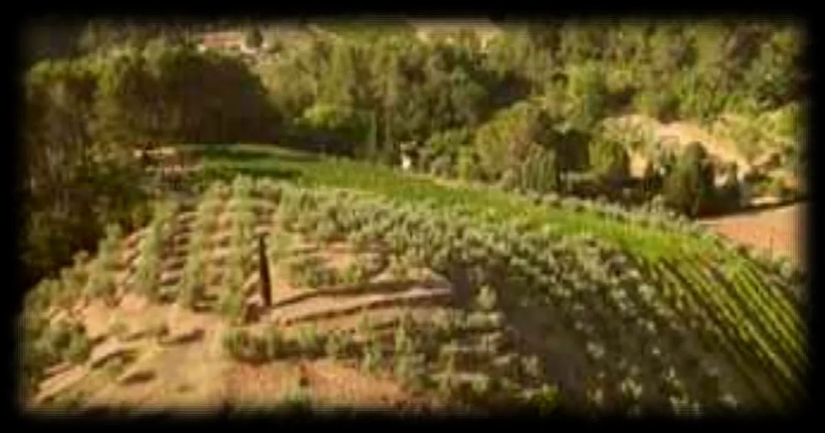 L'or vert de Provence : l'huile d'olive, un véritable patrimoine