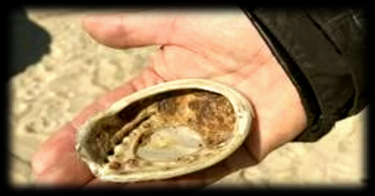 L’ormeau, un mollusque fragile qui inquiète les pêcheurs de Normandie et de Bretagne à l’approche de la grande marée 2026