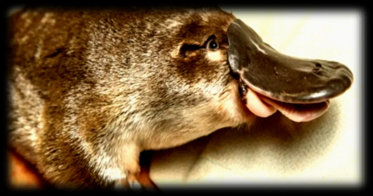 L'ornithorynque surprend de nouveau les scientifiques avec des réservoirs de mélanine inhabituels