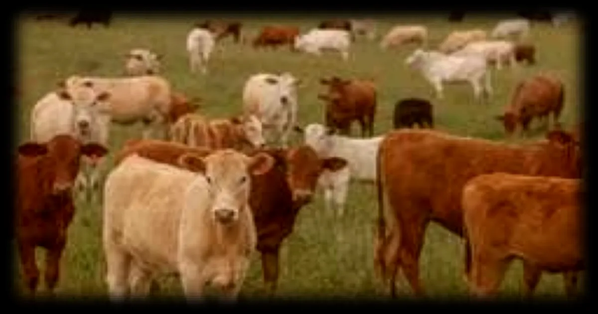 L'UE exclut le Brésil des exportations de viande vers son marché : un revirement qui fragilise l'accord Mercosur