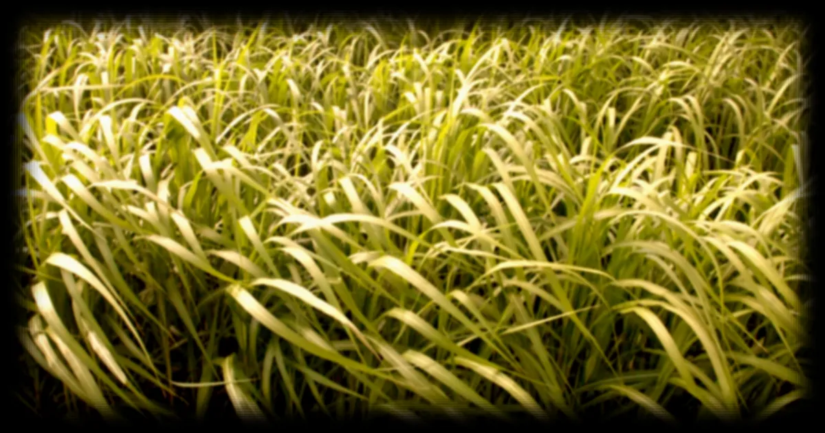 L'Ukraine teste le miscanthus géant pour dépolluer les sols contaminés par la guerre