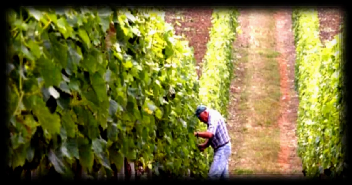 L'Union européenne débloque 40 millions d'euros pour soutenir la filière viticole française