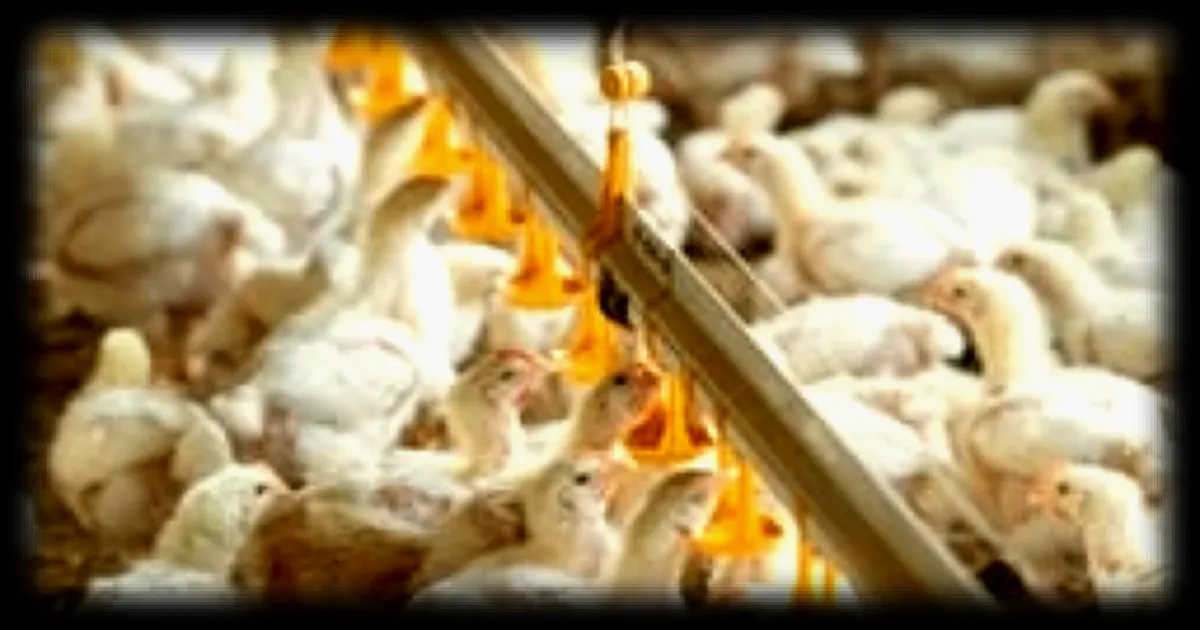 L’Union européenne suspend les importations de viande brésilienne dès jeudi