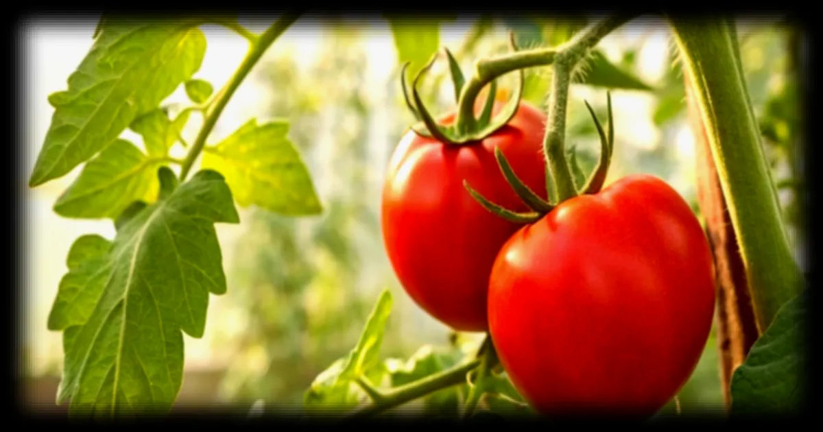 Lutte biologique contre les limaces : une astuce simple pour protéger ses plants de tomates dès mai