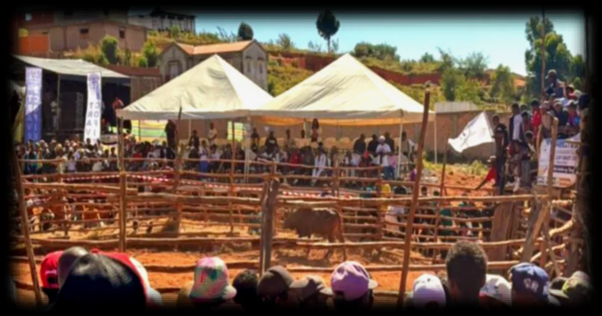 Madagascar : le savika, une tradition tauromachique unique entre rodéo et spectacle ancestral