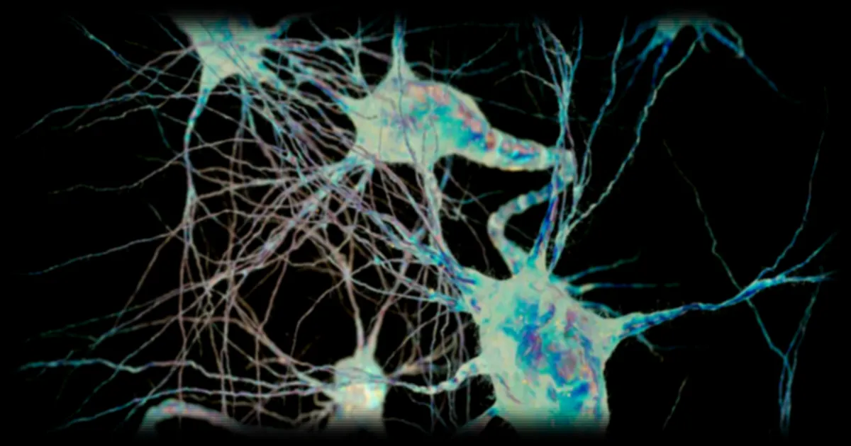Maladie d'Alzheimer : une molécule expérimentale restaure la mémoire chez la souris, une piste pour l'humain ?