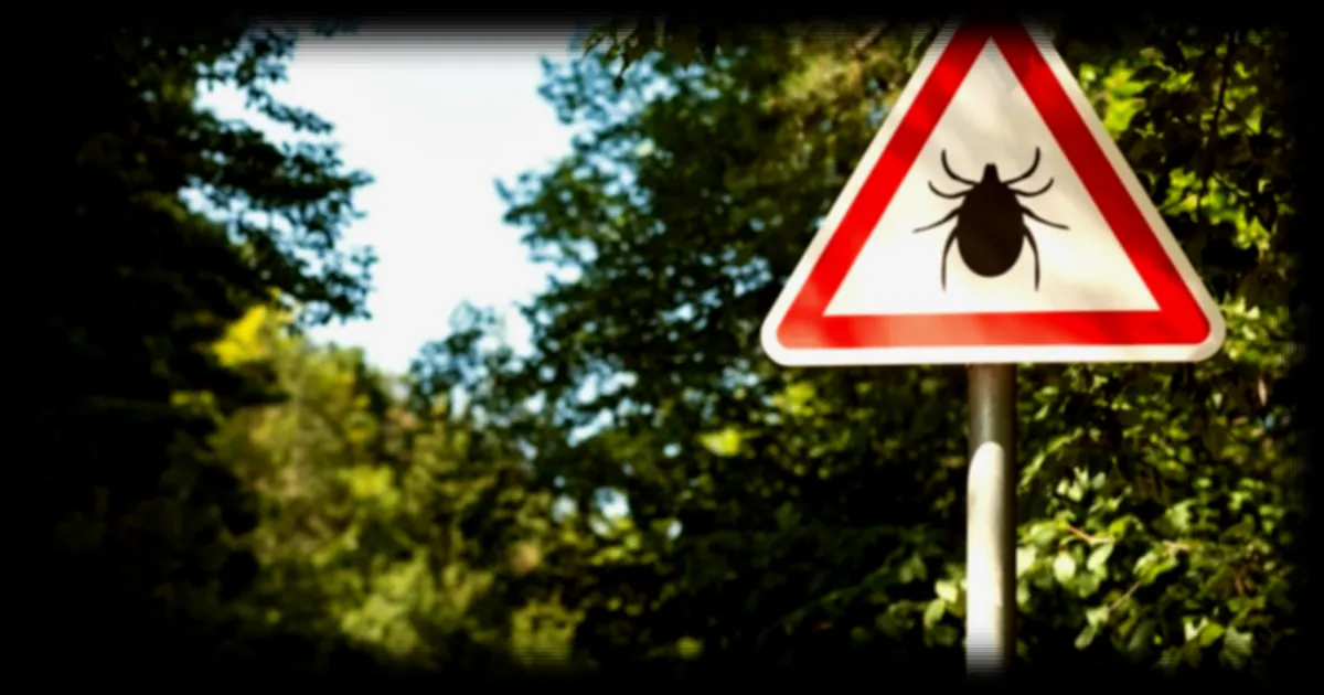 Maladie de Lyme : les bonnes pratiques à adopter pour retirer une tique de votre peau, selon les médecins